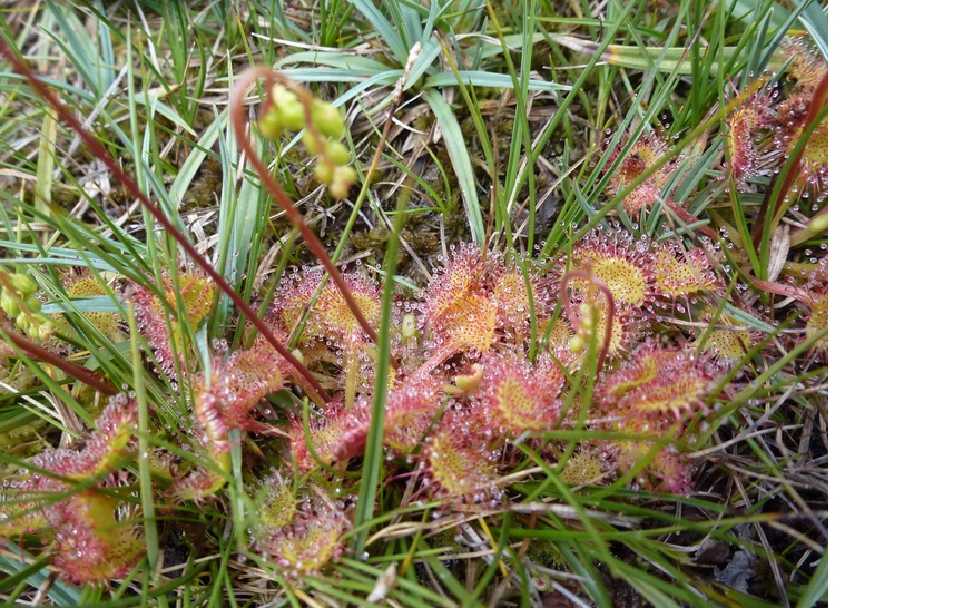 https://corse.n2000.fr/sites/corse.n2000.fr/files/images/page/drosera.jpg