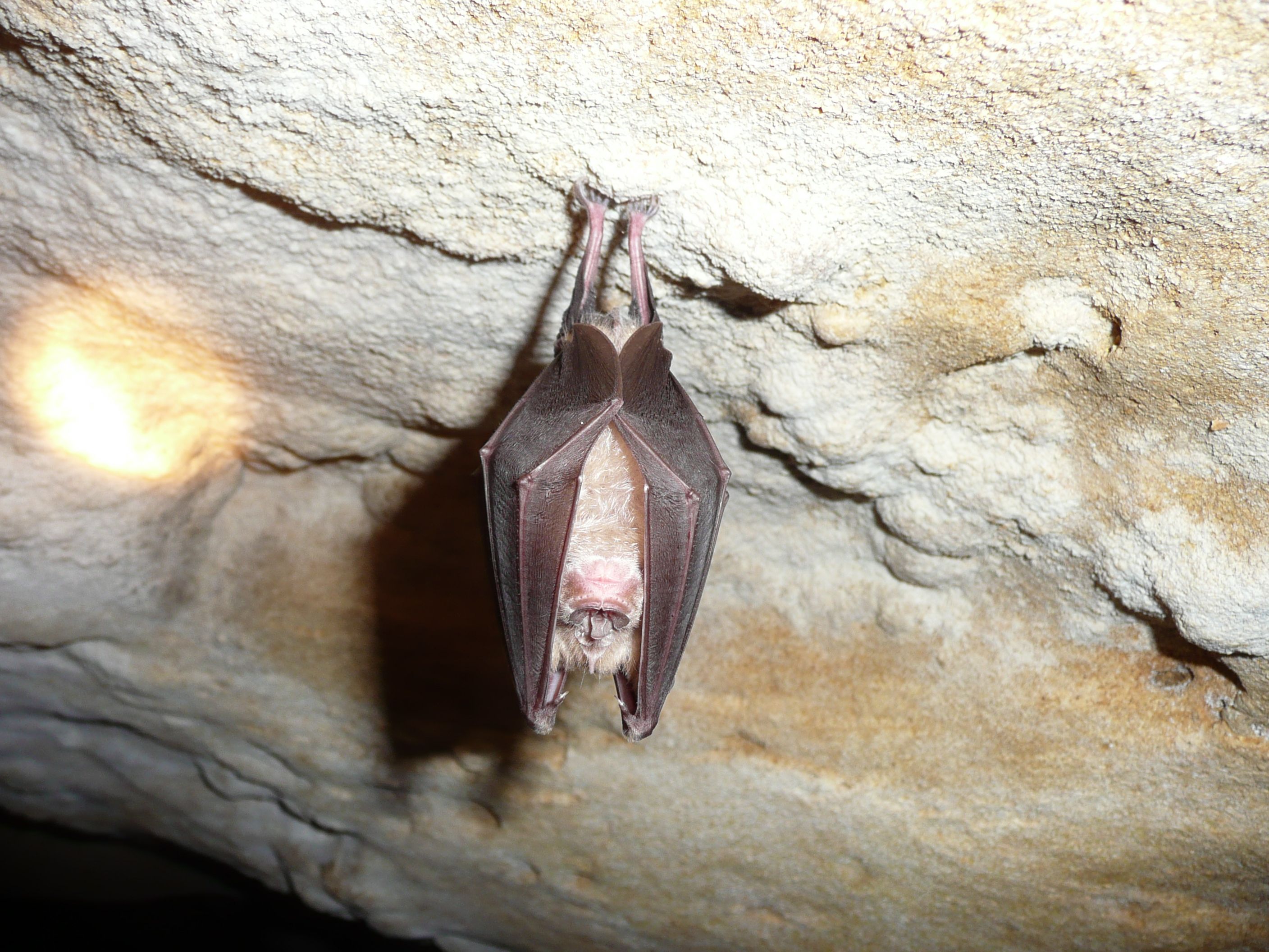 https://corse.n2000.fr/sites/corse.n2000.fr/files/images/page/grand_rhinolophe.jpg