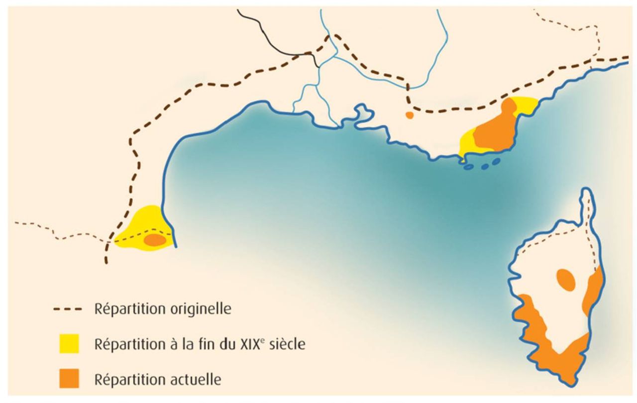 https://corse.n2000.fr/sites/corse.n2000.fr/files/images/page/life_tortue_hermann_79_repartition_france.jpg