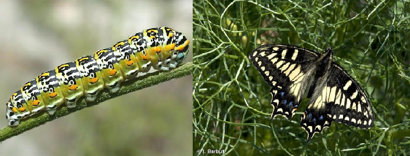 https://corse.n2000.fr/sites/corse.n2000.fr/files/images/page/papilio_hospiton_0.jpg