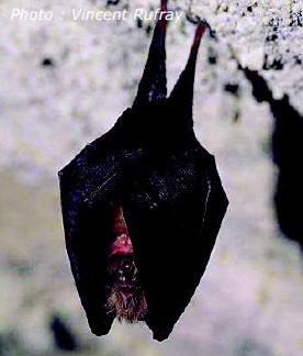 https://corse.n2000.fr/sites/corse.n2000.fr/files/images/page/petit_rhinolophe.jpg