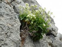 Brassica insularis, Punta Calcina - C.Steiner