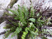 Fausse capillaire, Punta Calcina - C.Steiner
